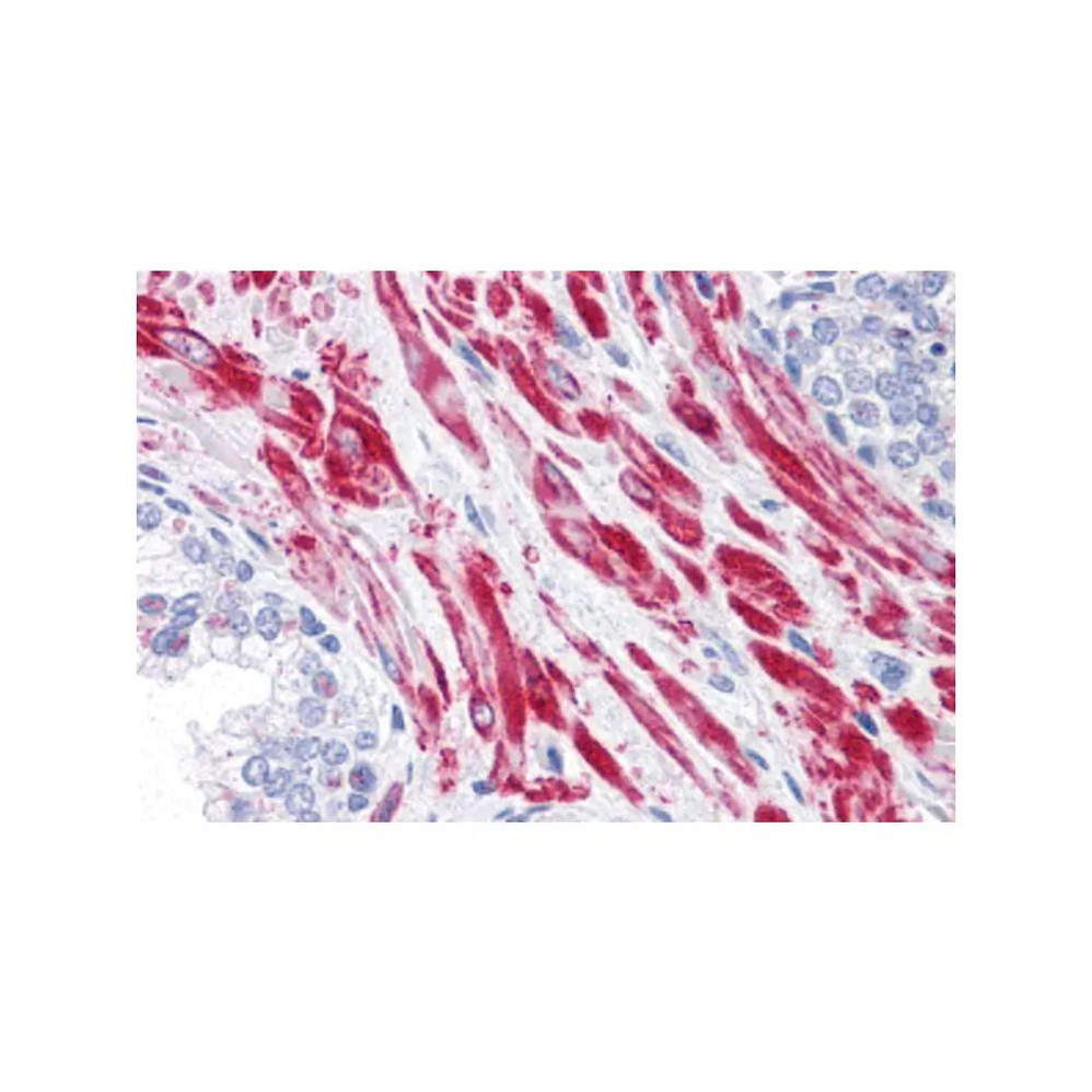 ProSci 4415 TBC1D4 Antibody