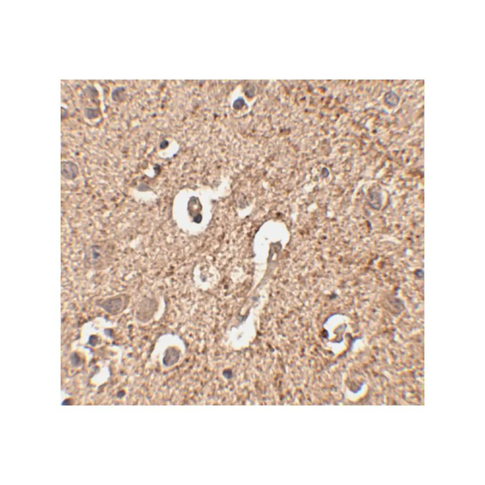 ProSci 4423 ATG12 Antibody