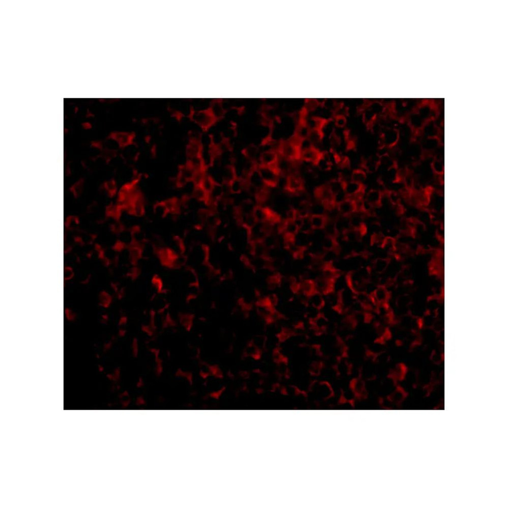 ProSci 4441 ATG5 Antibody