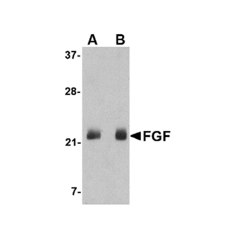 ProSci 4433 FGF4 Antibody