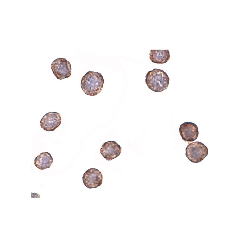ProSci 4443 CXCR4-Lo Antibody