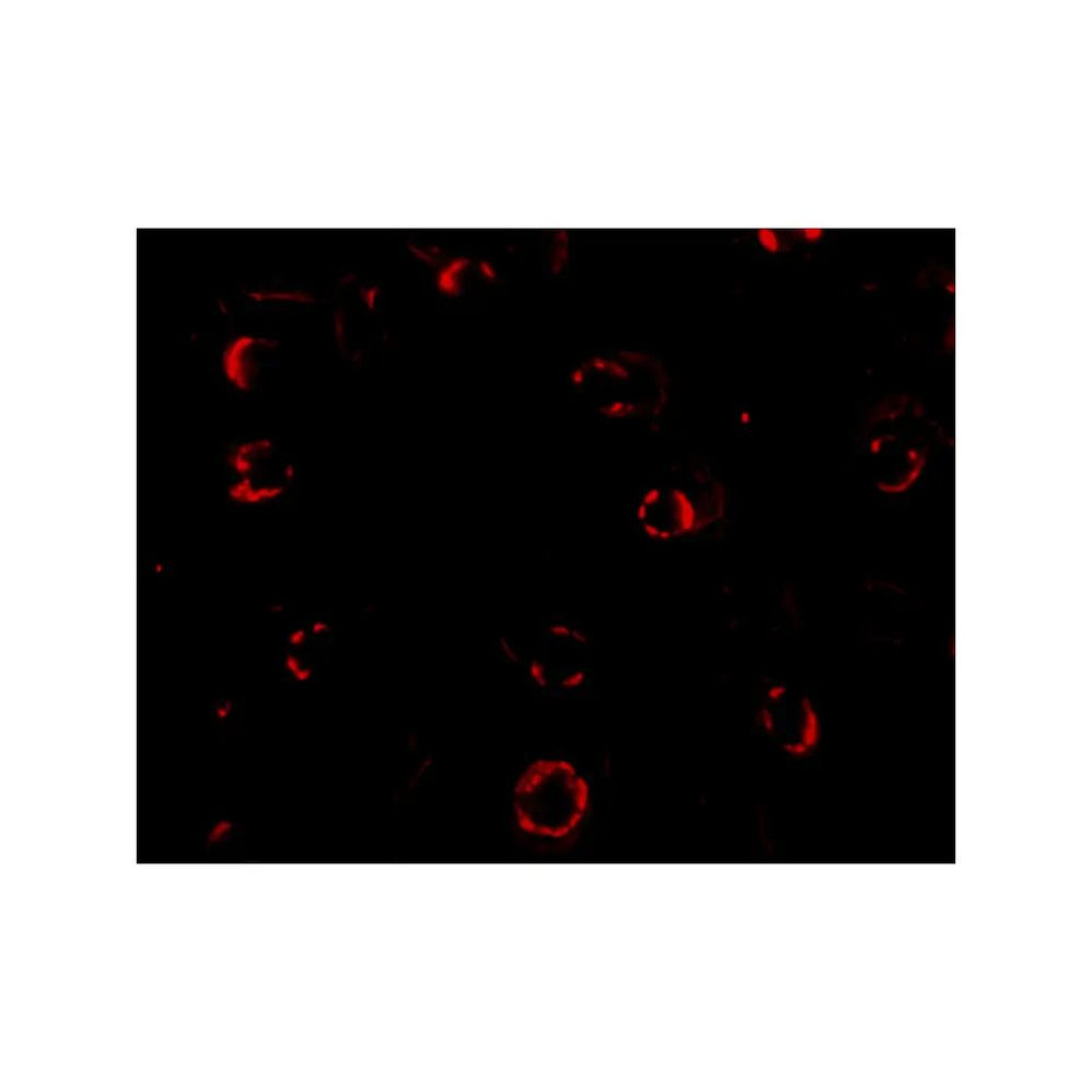 ProSci 4443 CXCR4-Lo Antibody