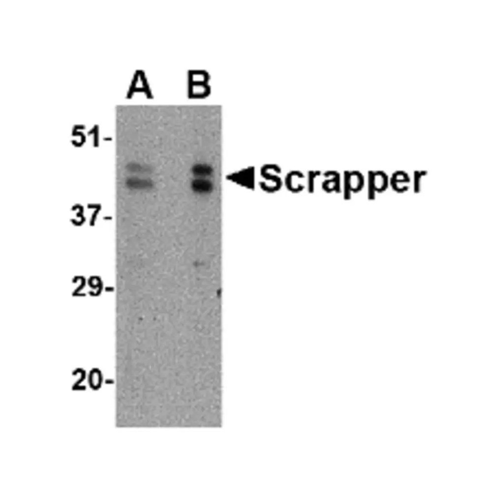 ProSci 4449 SCRAPPER Antibody