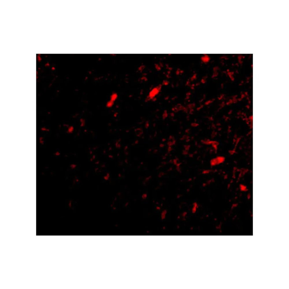 ProSci 4451 SCRAPPER Antibody