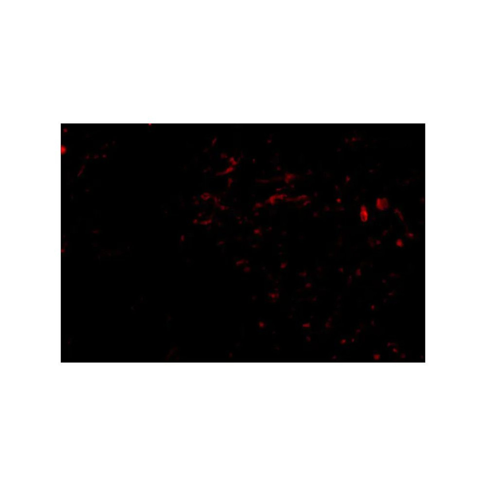 ProSci 4487 SIRT2 Antibody
