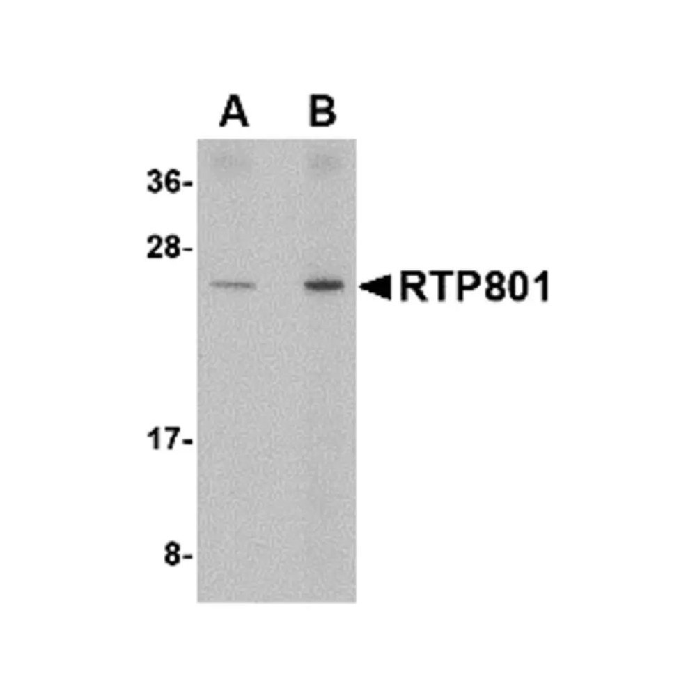 ProSci 4495 RTP801 Antibody