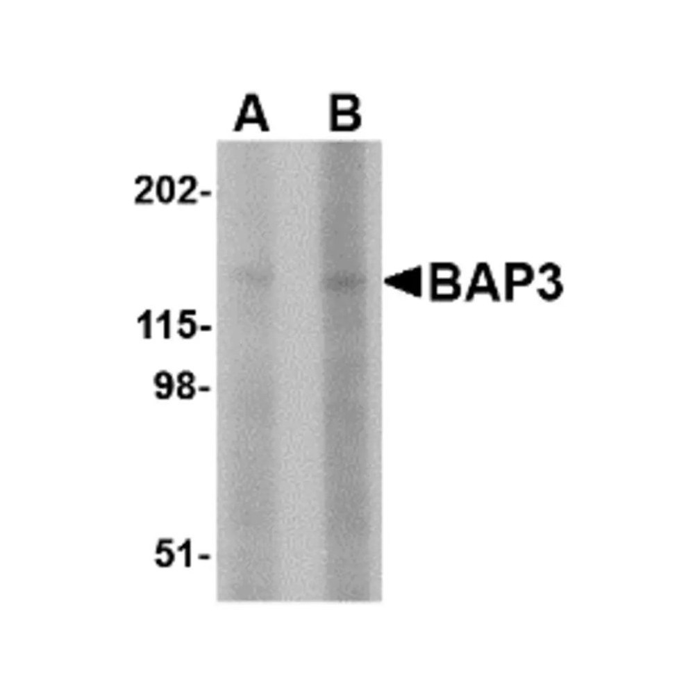 ProSci 4505 BAP3 Antibody