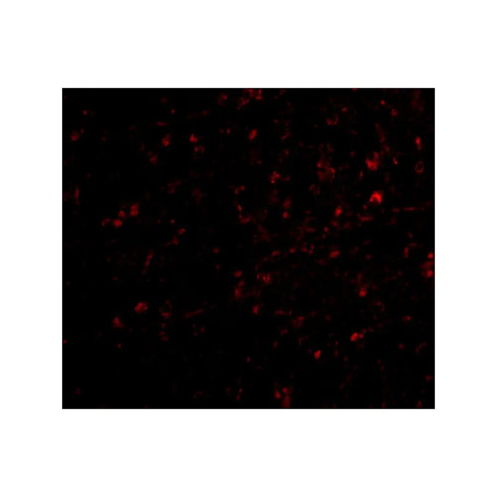 ProSci 4537 NIPSNAP Antibody