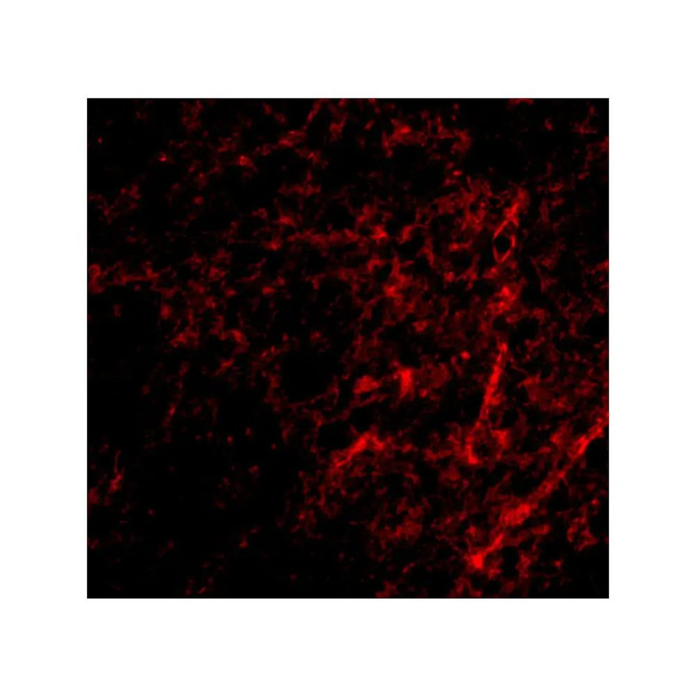 ProSci 4539 AIFM3 Antibody