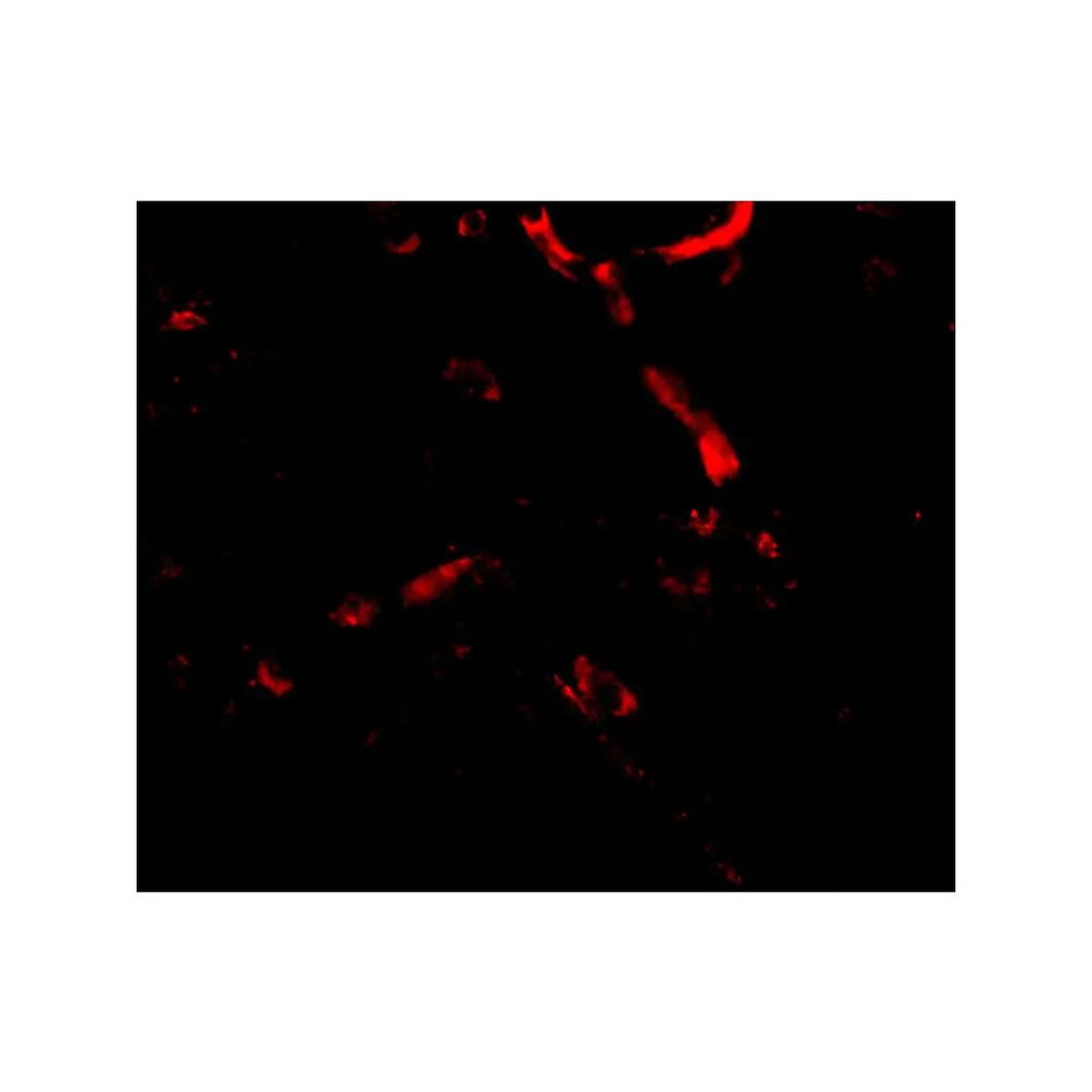 ProSci 4617 Syntaphilin Antibody