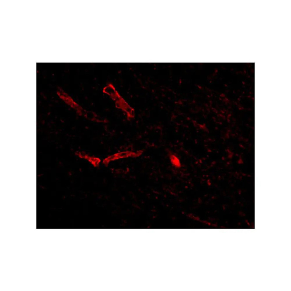 ProSci 4635 Syntaphilin Antibody