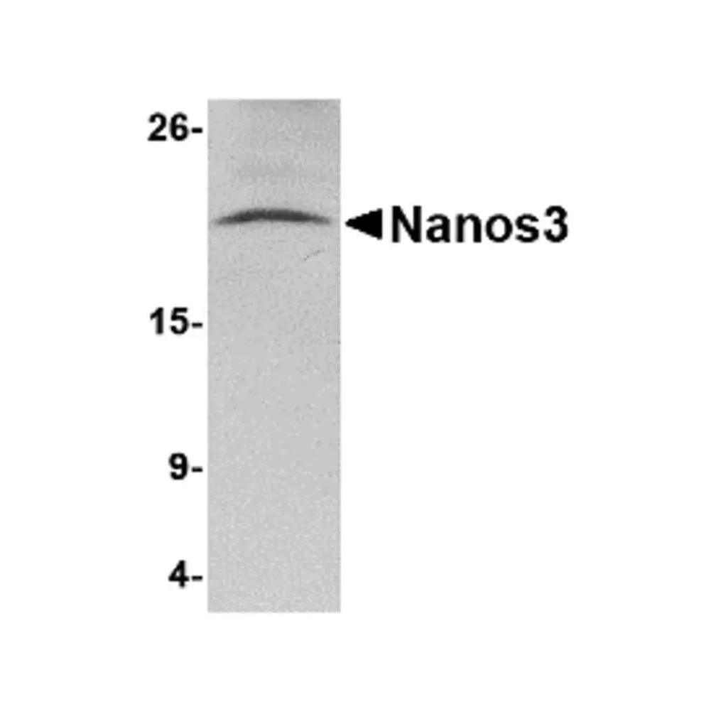 ProSci 4653 Nanos3 Antibody