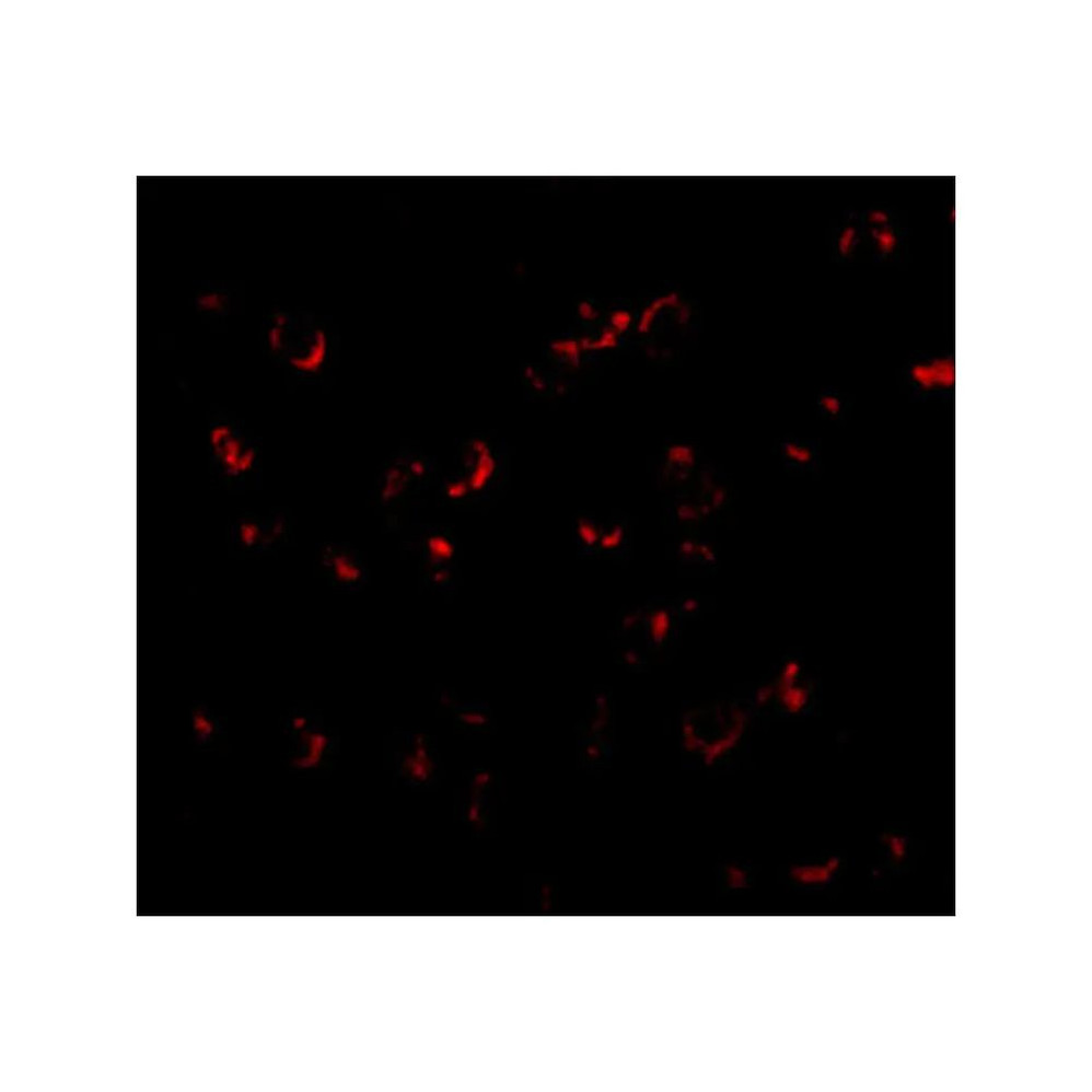 ProSci 4663 BICD1 Antibody