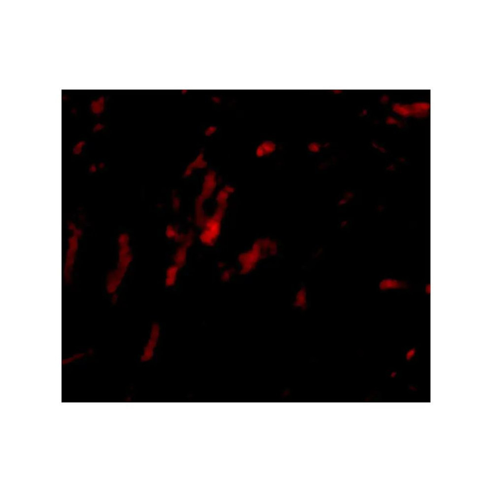 ProSci 4751 CDCA8 Antibody