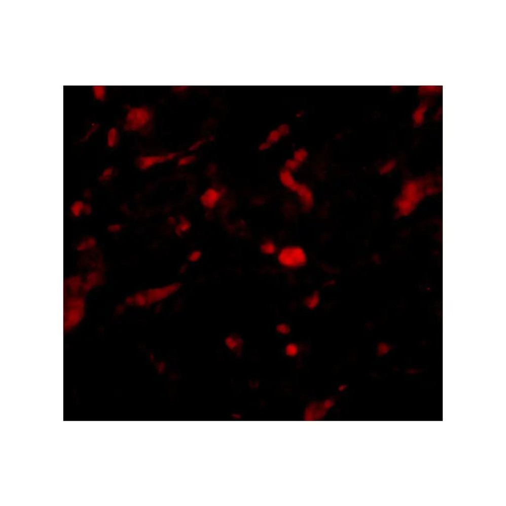 ProSci 4753 NENF Antibody