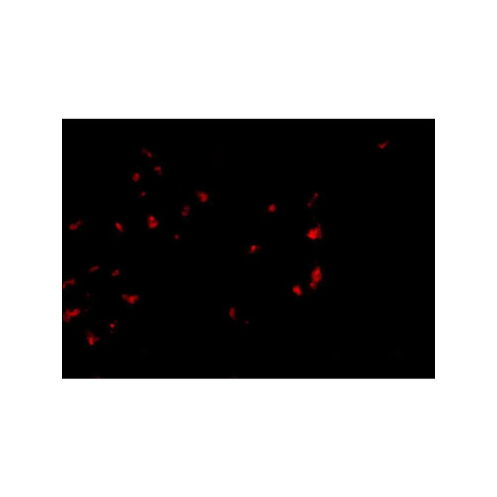 ProSci 4763 OVGP1 Antibody