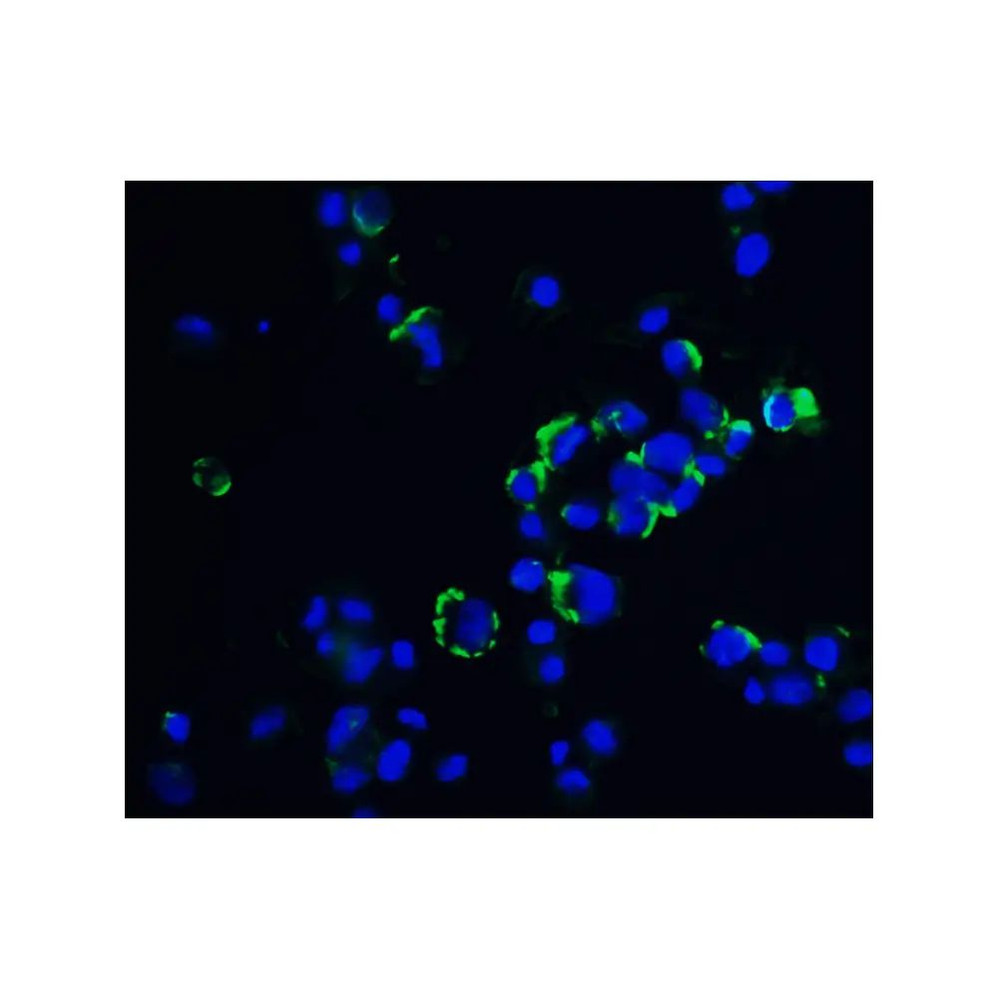 ProSci 4763 OVGP1 Antibody