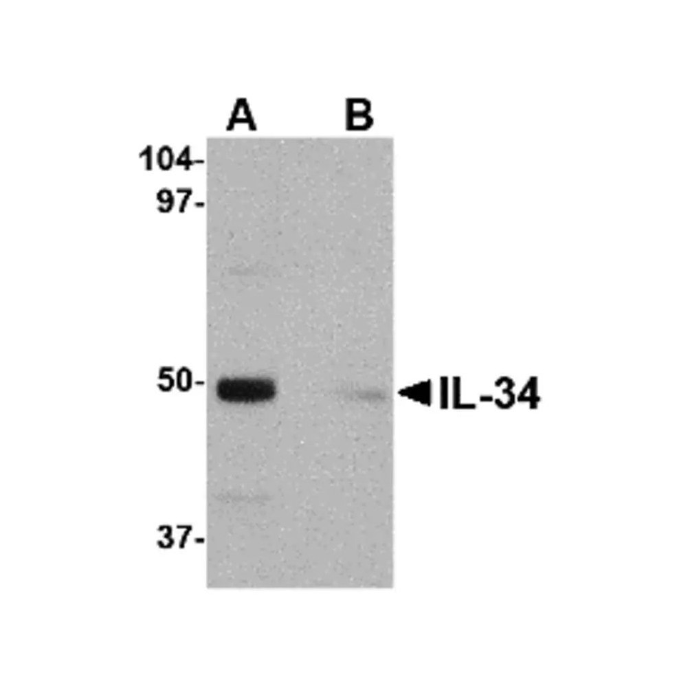 ProSci 4781 IL-34 Antibody