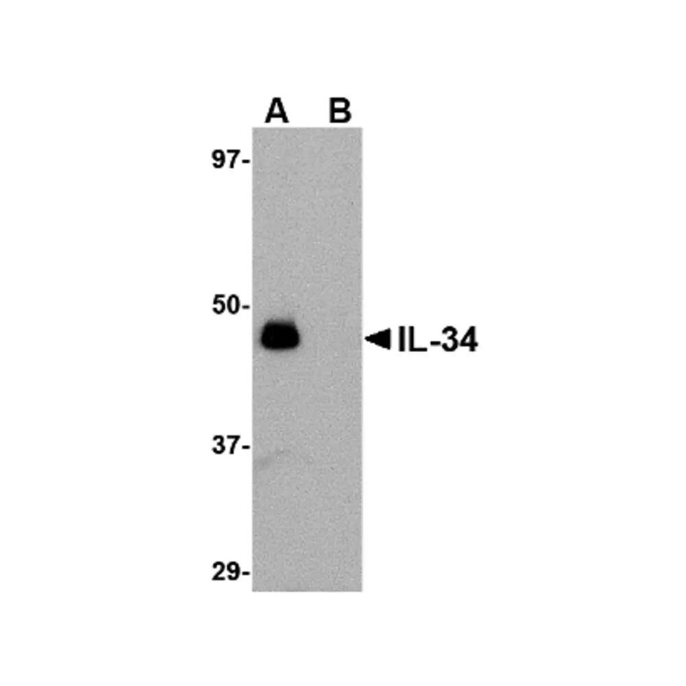 ProSci 4779 IL-34 Antibody