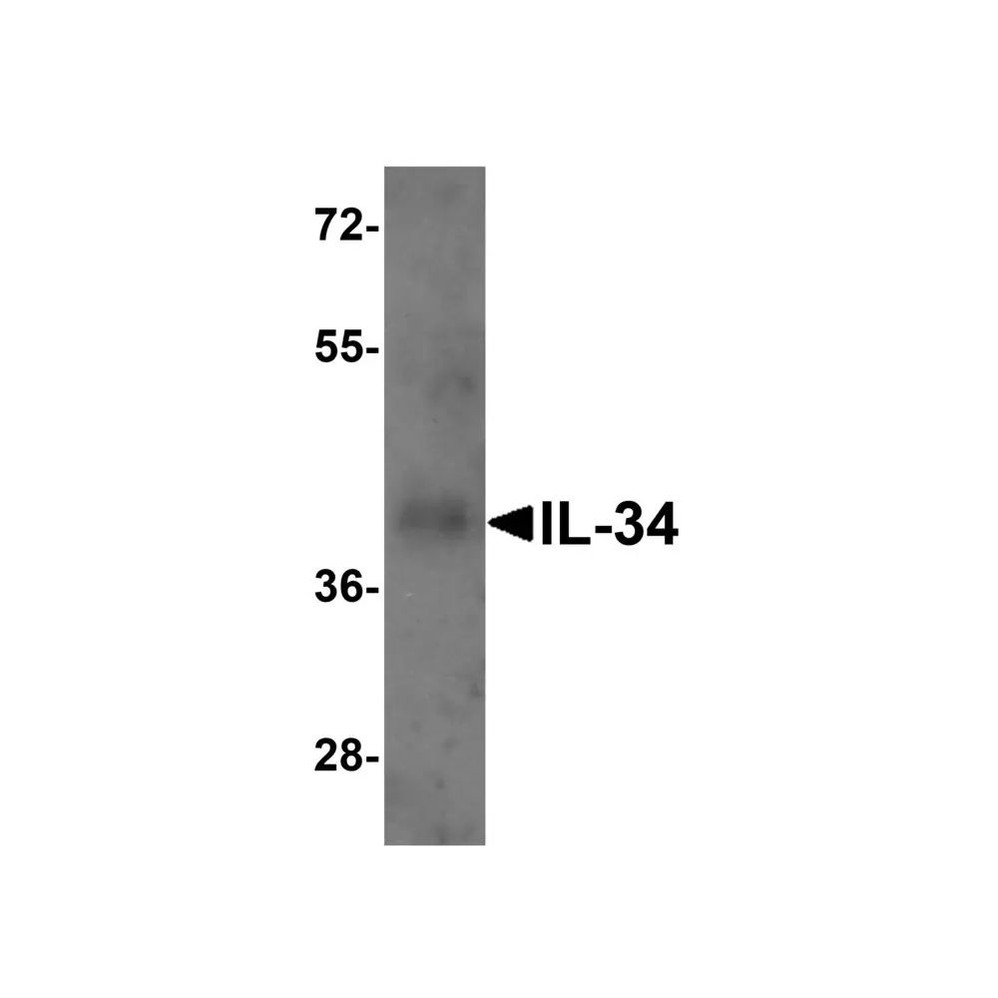 ProSci 4779 IL-34 Antibody