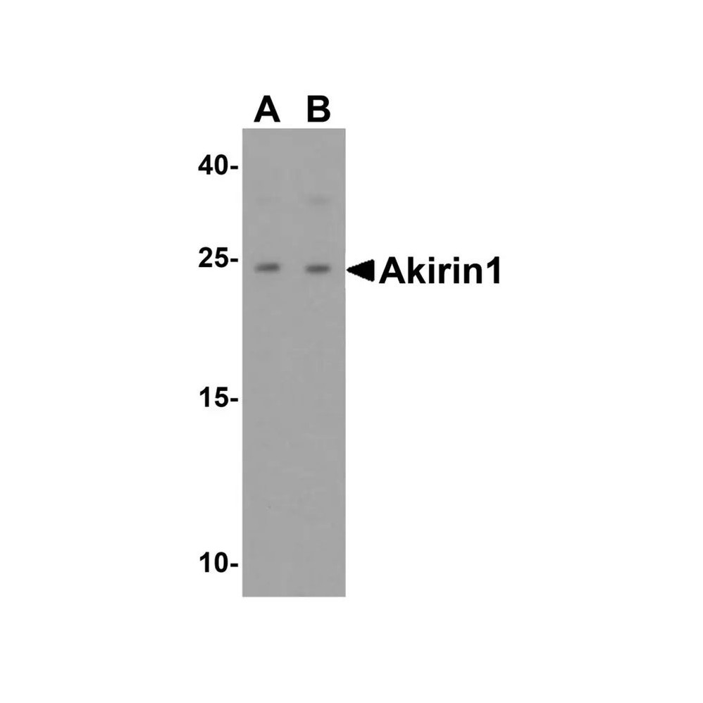 ProSci 4801 Akirin1 Antibody