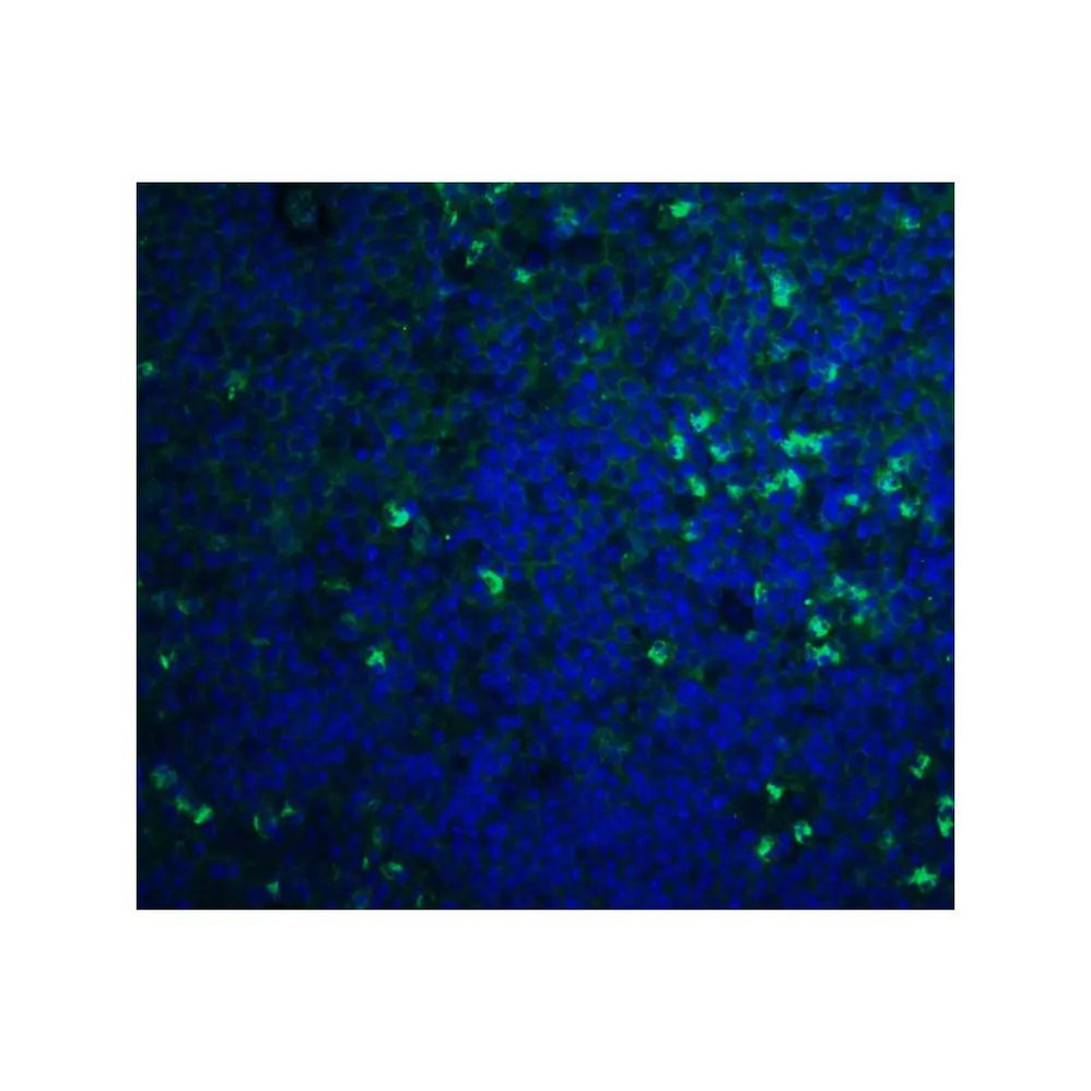 ProSci 4809 S1P1 Antibody