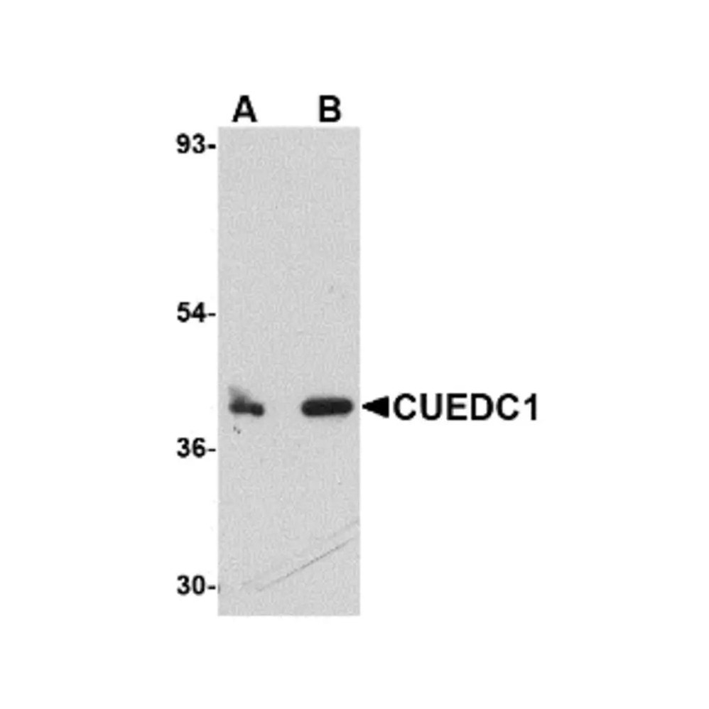 ProSci 4829 CUEDC1 Antibody