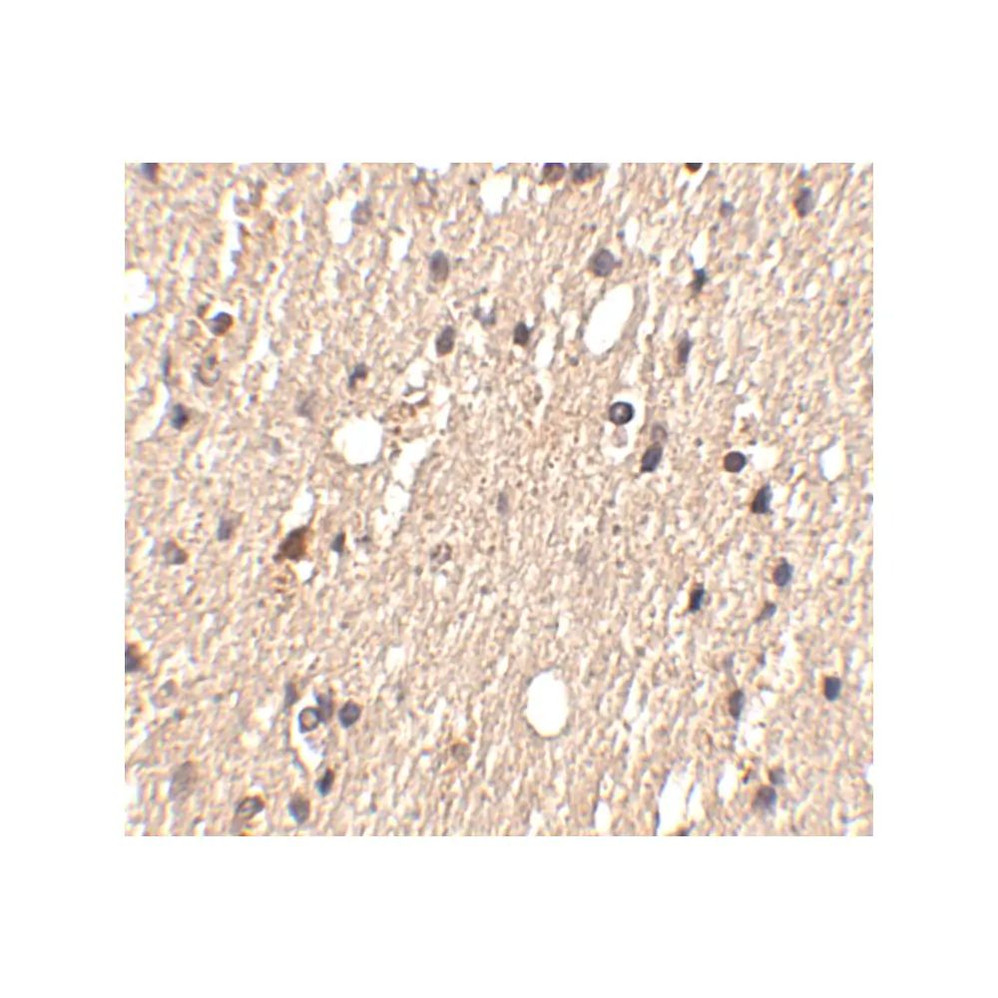 ProSci 4833 Spred1 Antibody