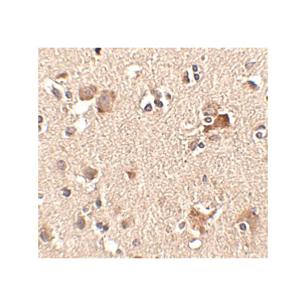 ProSci 4865 Aipl1 Antibody