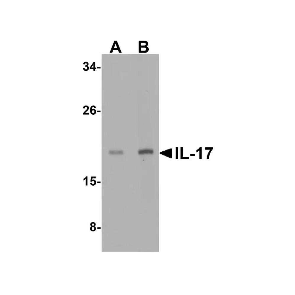 ProSci 4877 IL-17 Antibody
