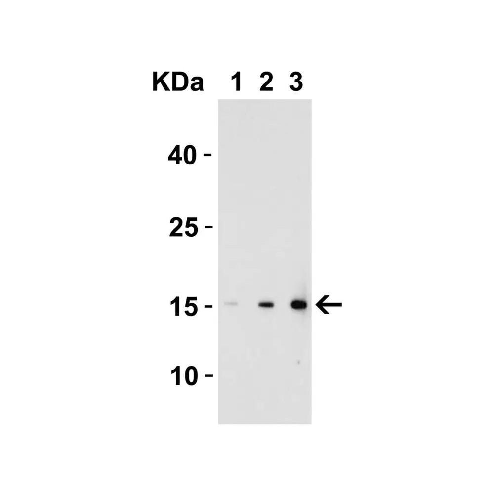 ProSci 4877 IL-17 Antibody