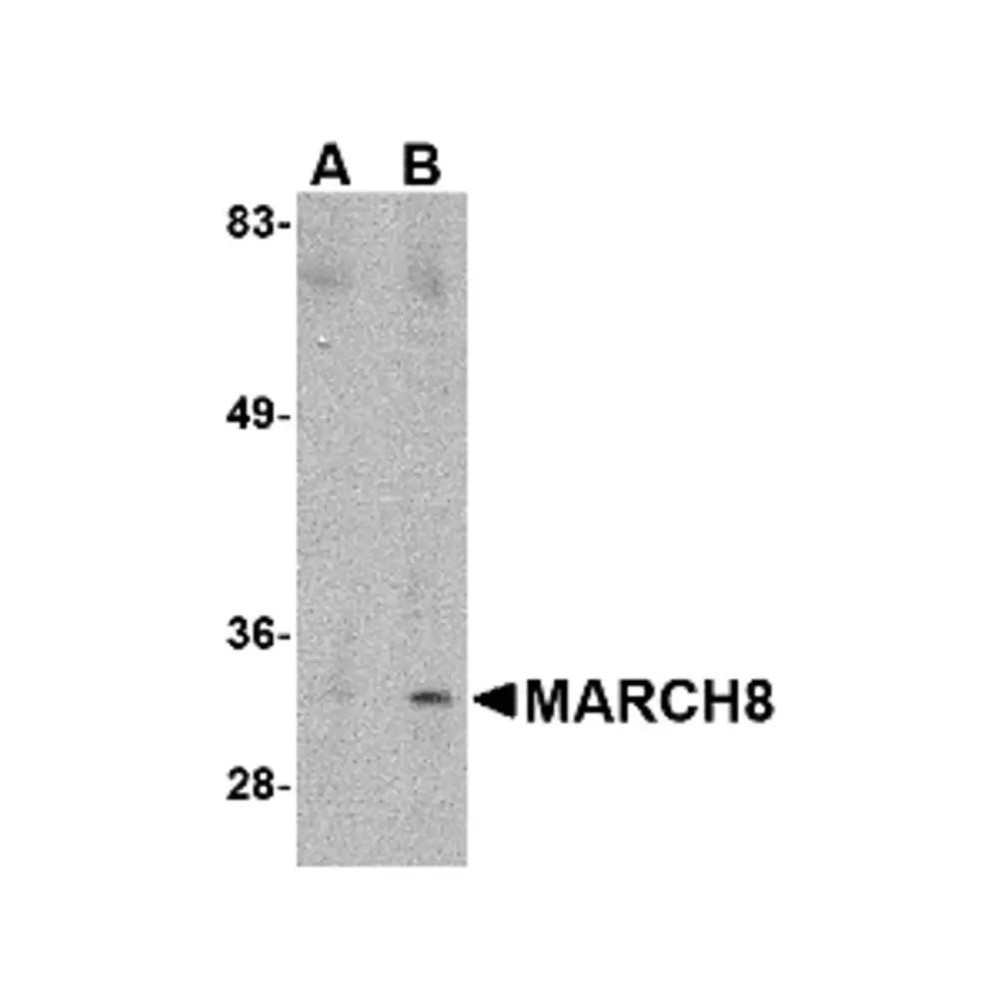 ProSci 4885 MARCH8 Antibody
