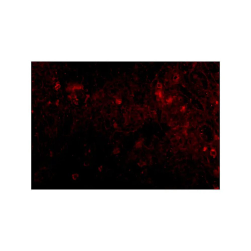 ProSci 4945 PIG-Y Antibody