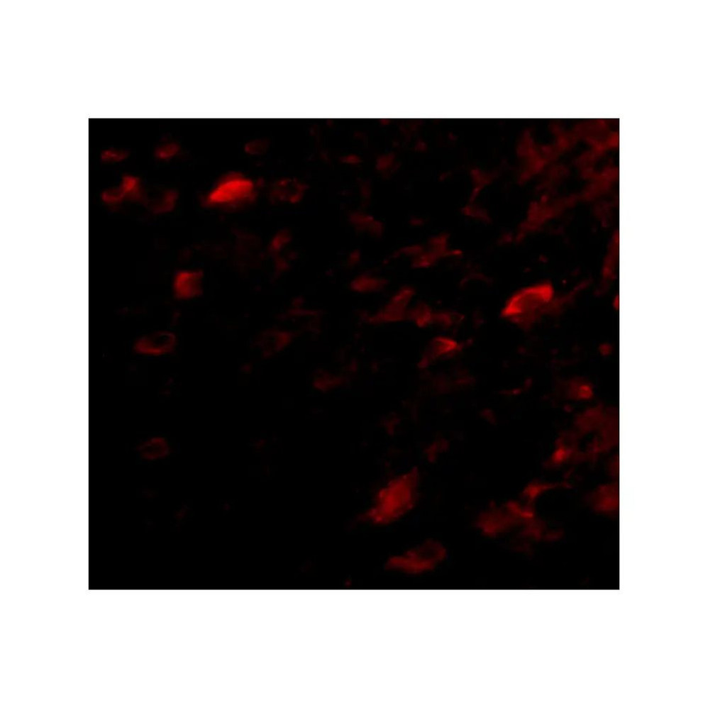 ProSci 4947 NIPSNAP3A Antibody