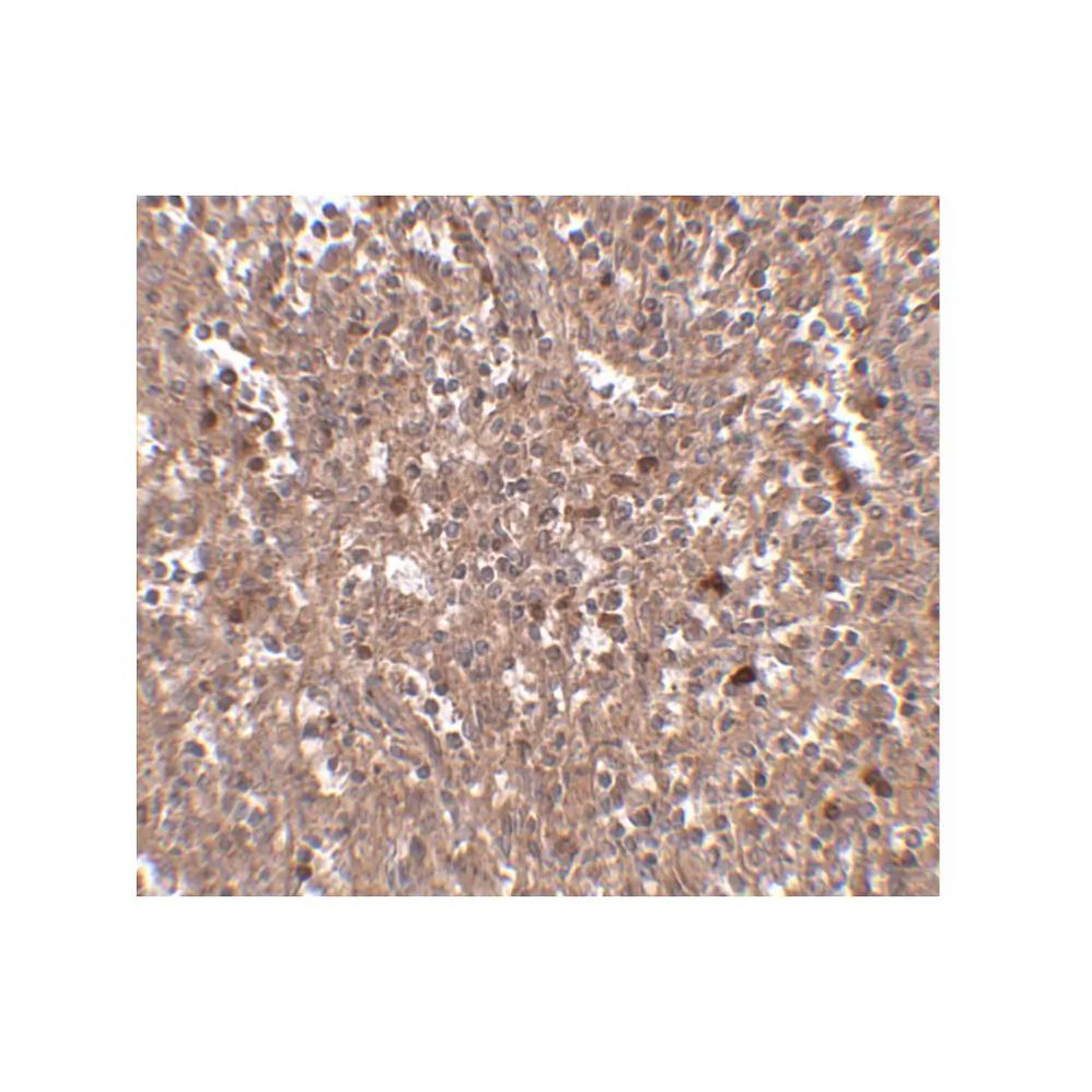 ProSci 4955 PIG-Y Antibody