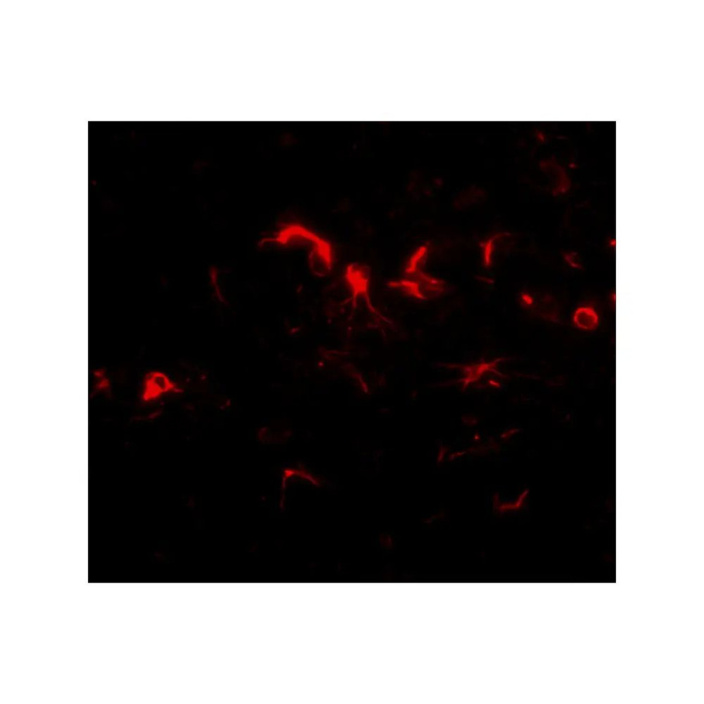ProSci 4957 NIPSNAP3B Antibody