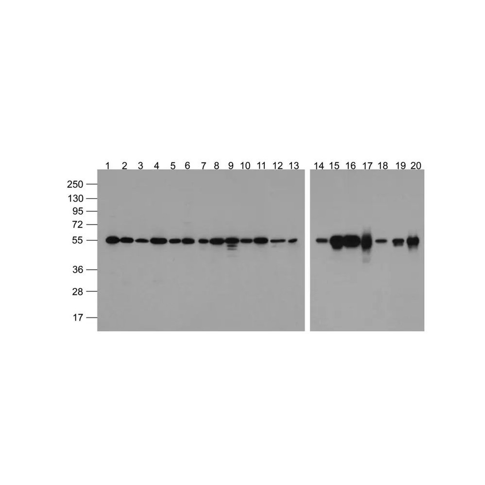 ProSci 7597-biotin Alpha-tubulin Antibody