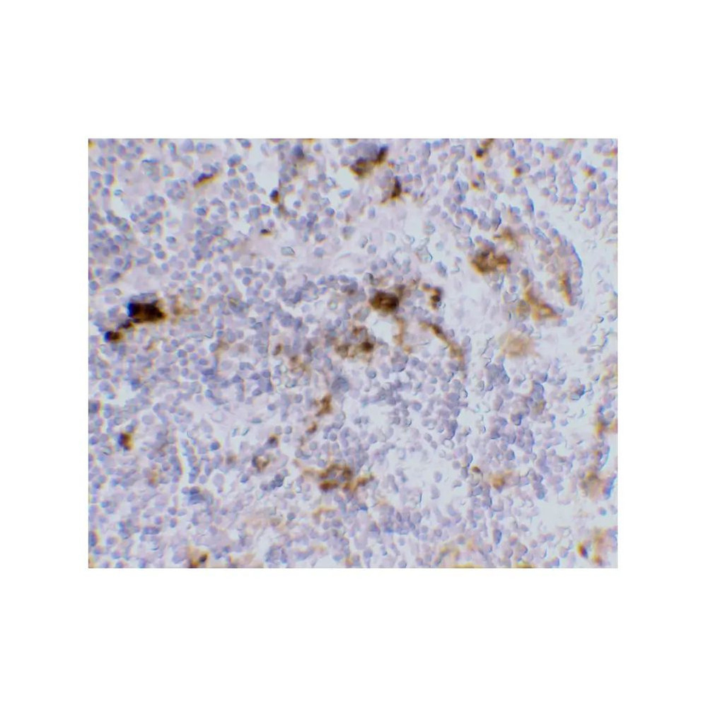 ProSci PM-2348 DC-SIGN Antibody
