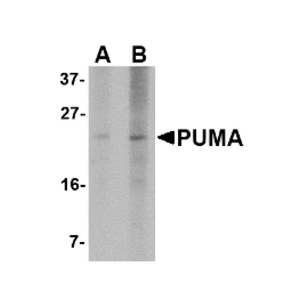ProSci PM-4523 PUMA Antibody