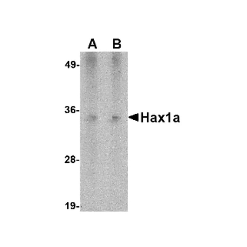 ProSci PM-4723 Hax1a Antibody