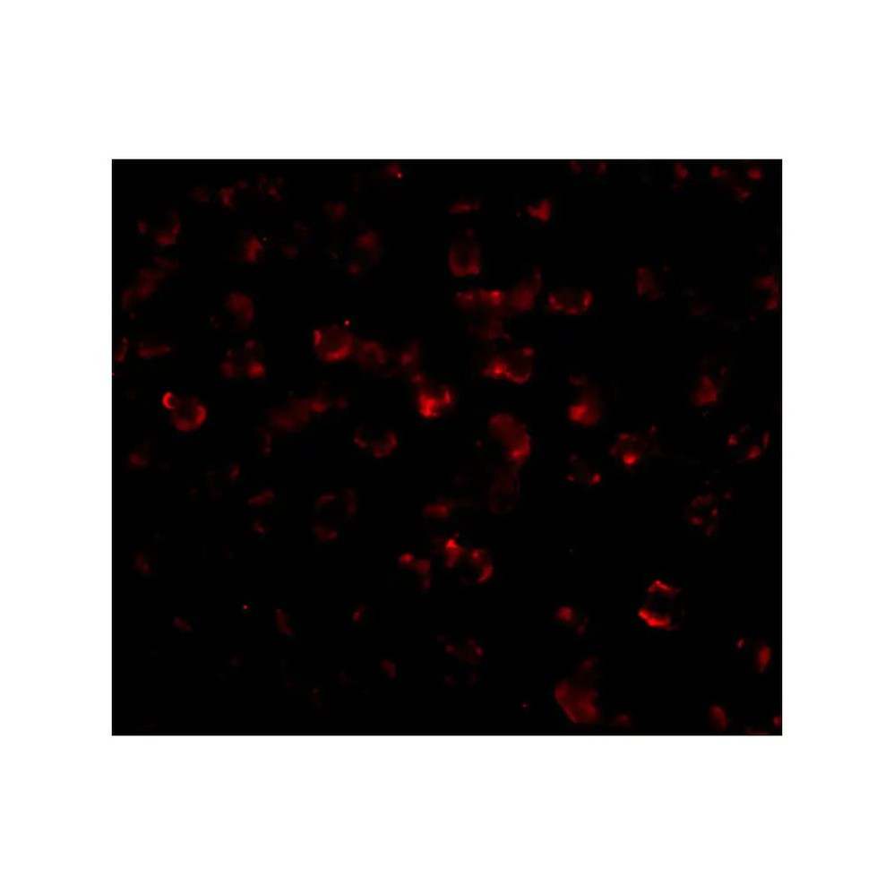 ProSci PM-4819 Bim Antibody