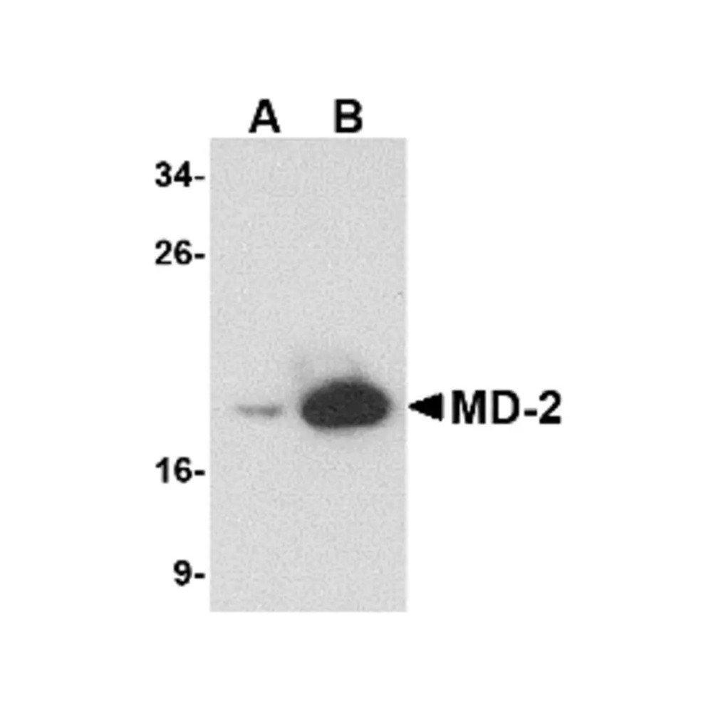 ProSci PM-4845 MD-2 Antibody