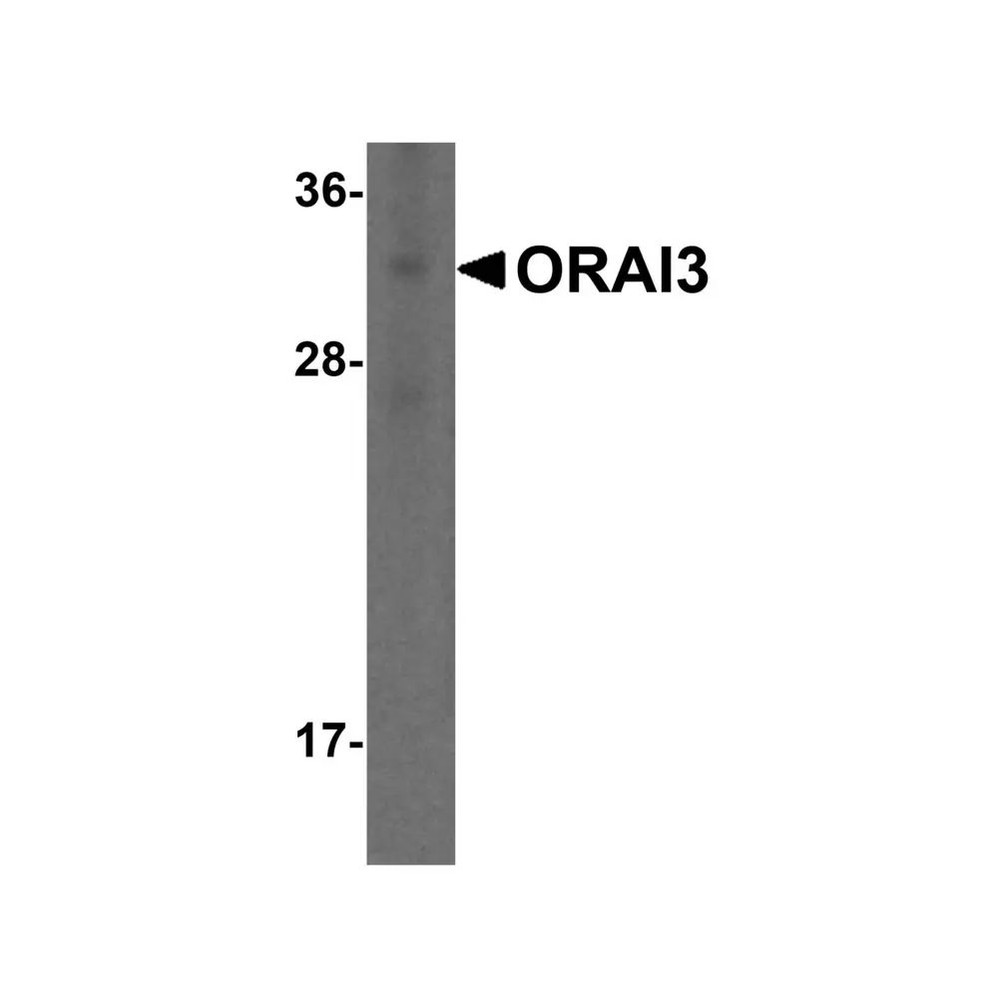 ProSci PM-4911 ORAI3 Antibody