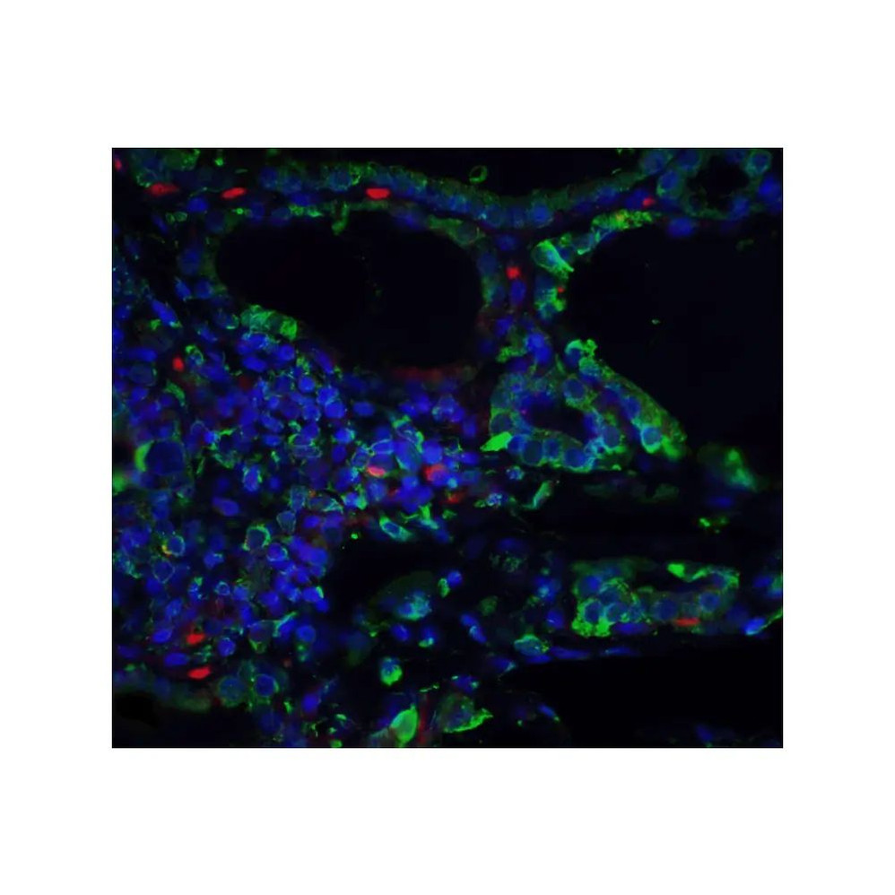 ProSci PM-4911 ORAI3 Antibody