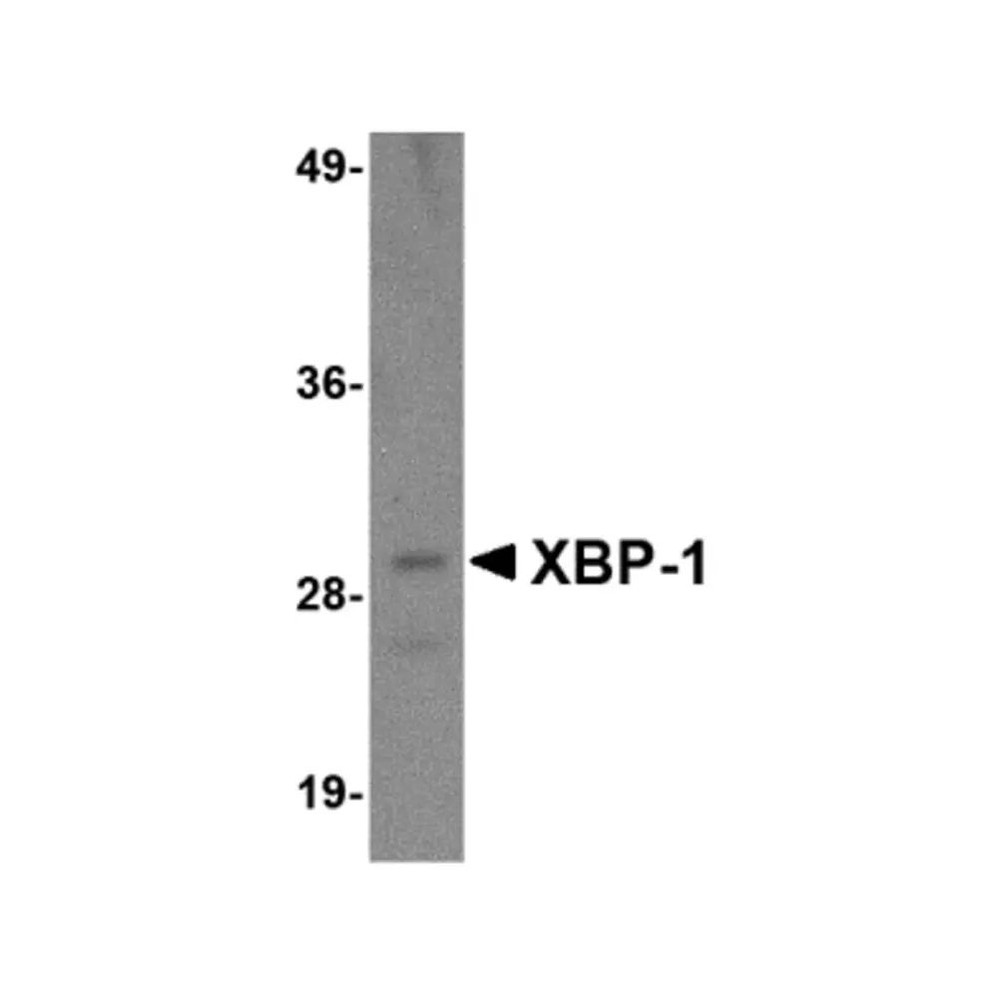 ProSci PM-4935 XBP-1 Antibody