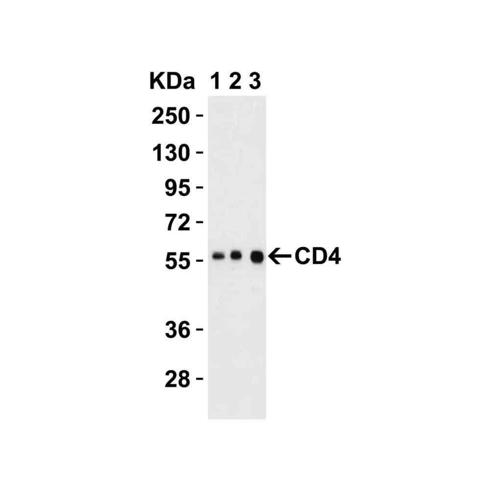 ProSci PM-5201 CD4 Antibody