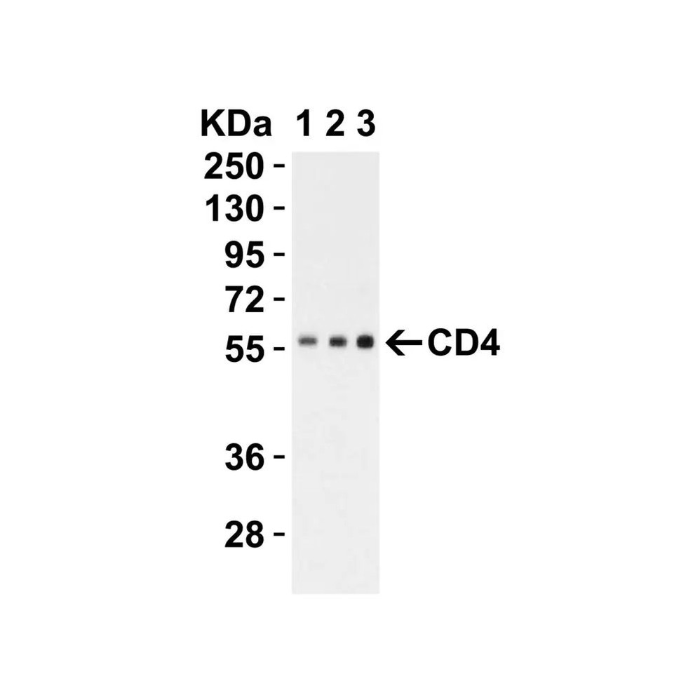 ProSci PM-5201 CD4 Antibody