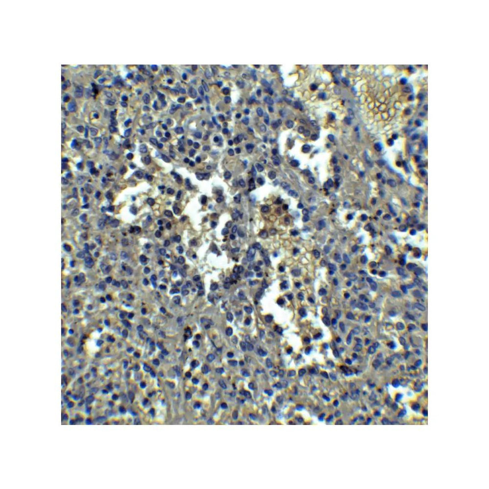 ProSci PM-5205 ORAI1 Antibody