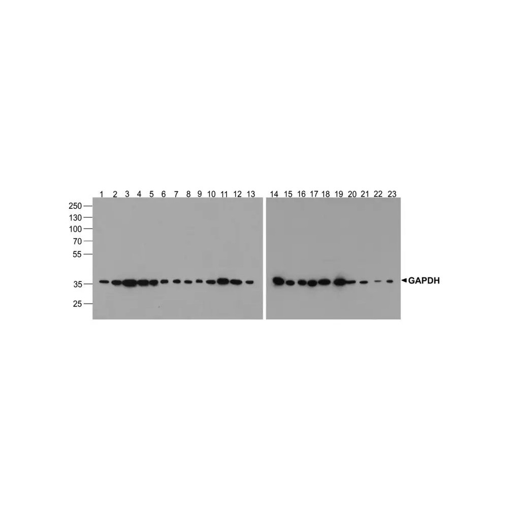 ProSci PM-7571 GAPDH Antibody