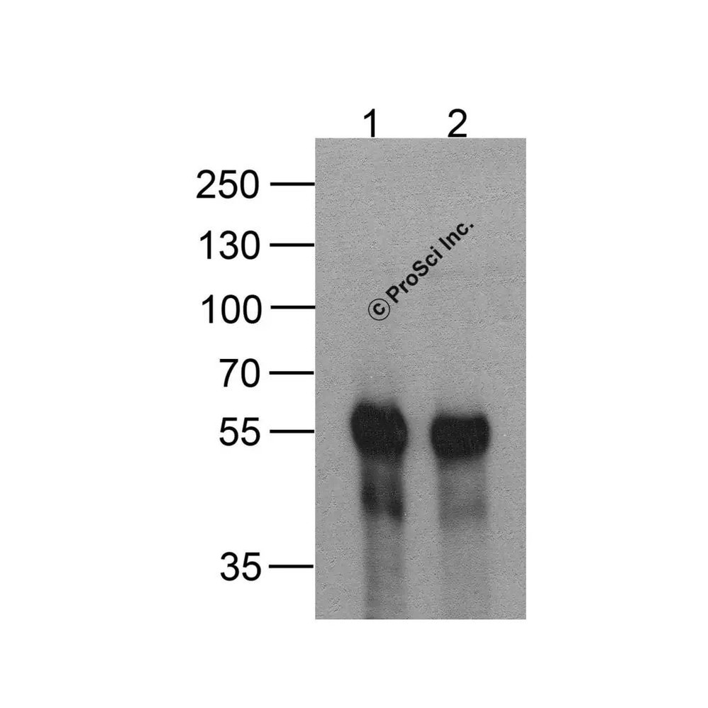 ProSci PM-7657 DDDDK-tag Antibody